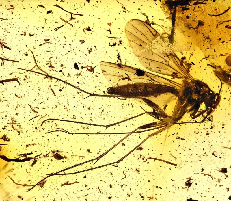 Burmese Amber Fossil with Insect Inclusion | Cretaceous | Hukawng Valley | 10mm