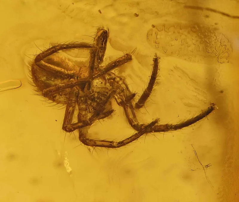 Burmese Amber Fossil with Insect Inclusion | Cretaceous | Hukawng Valley | 10mm