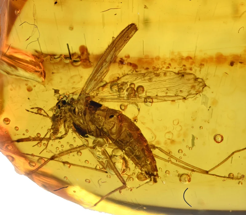 Burmese Amber Fossil with Insect Inclusion | Cretaceous | Hukawng Valley | 10mm