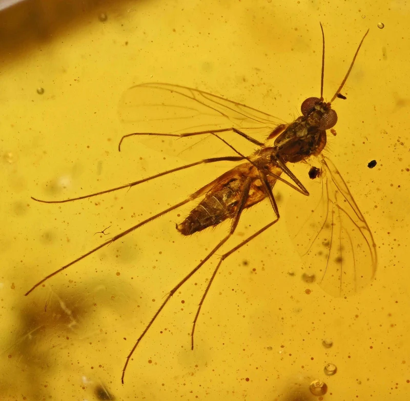 Burmese Amber Fossil with Insect Inclusion | Cretaceous | Hukawng Valley | 10mm