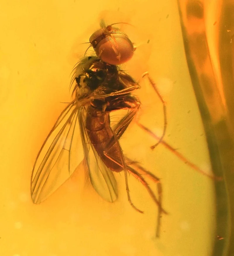 Burmese Amber Fossil with Insect Inclusion | Cretaceous | Hukawng Valley | 10mm