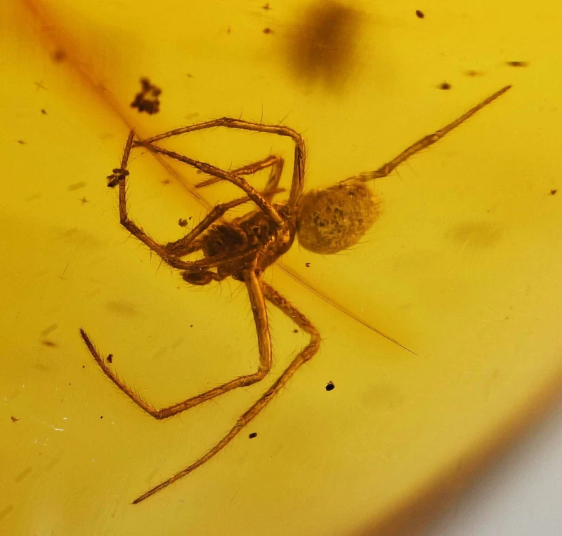 Burmese Amber Fossil with Insect Inclusion | Cretaceous | Hukawng Valley | 10mm