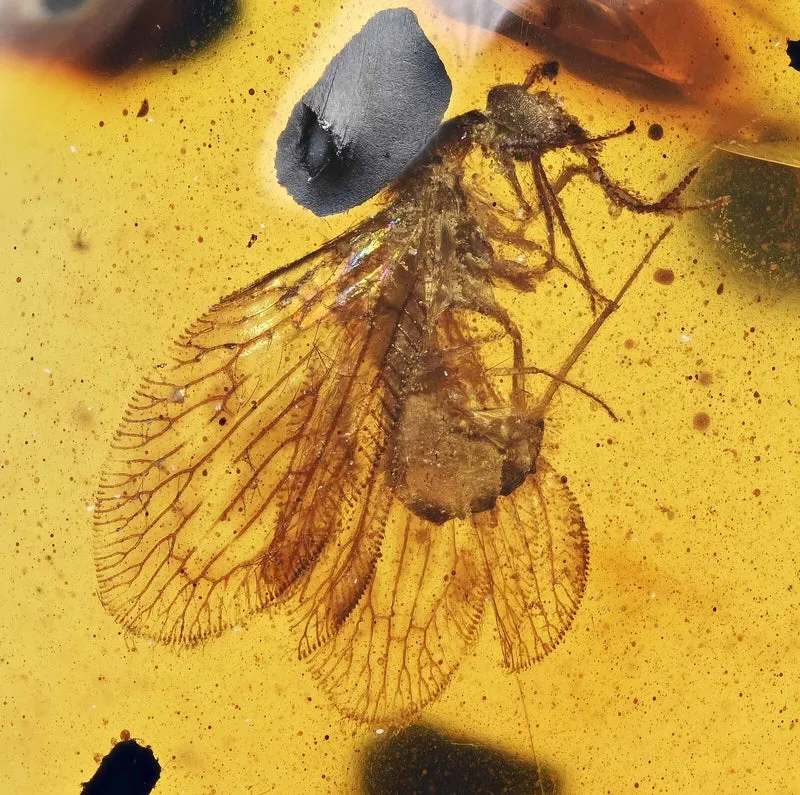 Burmese Amber Fossil with Insect Inclusion | Cretaceous | Hukawng Valley | 10mm