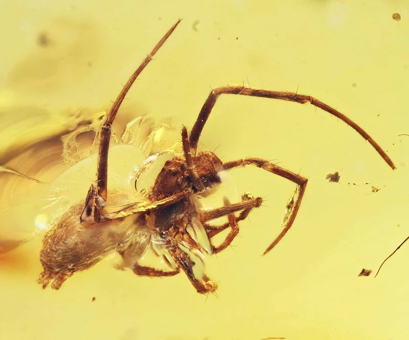 Burmese Amber Fossil with Insect Inclusion | Cretaceous | Hukawng Valley | 10mm