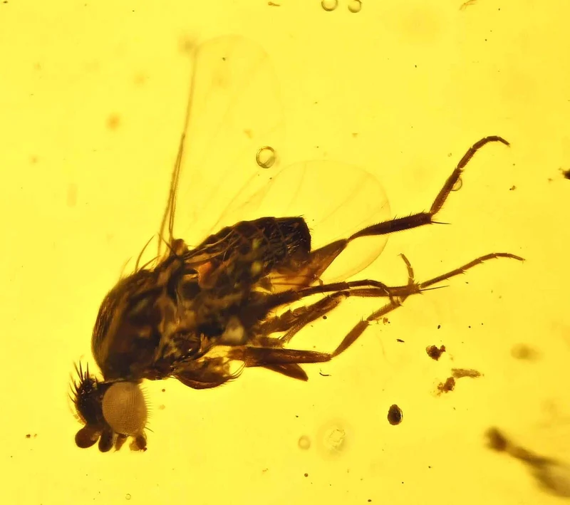 Burmese Amber Fossil with Insect Inclusion | Cretaceous | Hukawng Valley | 10mm