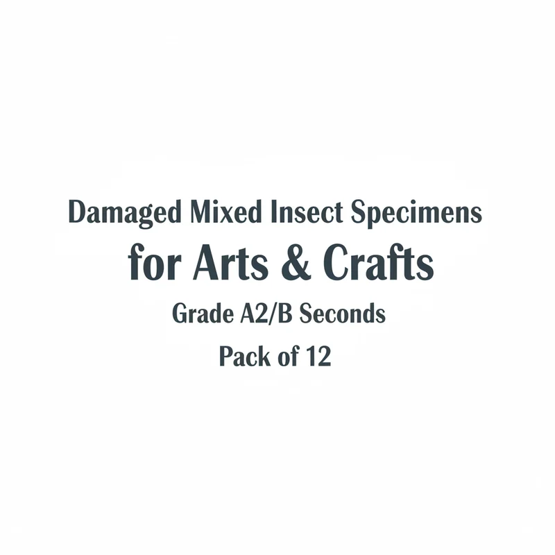 Mixed Insect Specimens for Arts & Crafts | Grade A2/B Seconds | Pack of 12