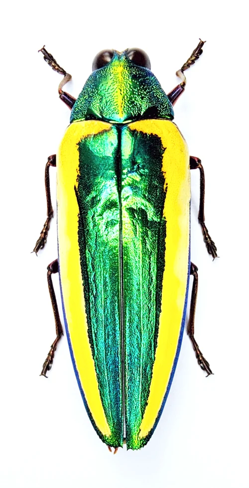 Chrysochroa limbata | Jewel Beetle | A1 Dry-Preserved Specimen | Unmounted
