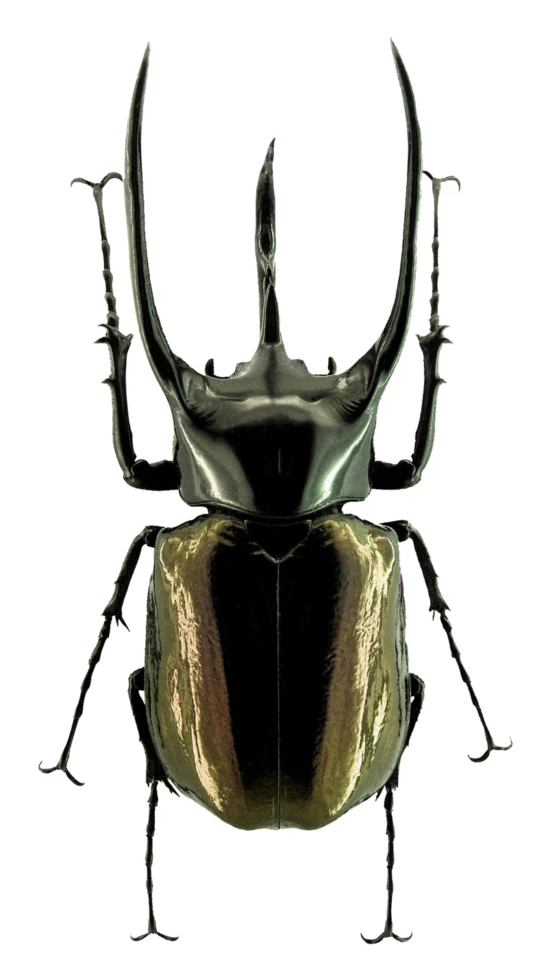 Chalcosoma chiron chiron Beetle Specimen | A1 Quality | Dry-Preserved DYNASTINAE