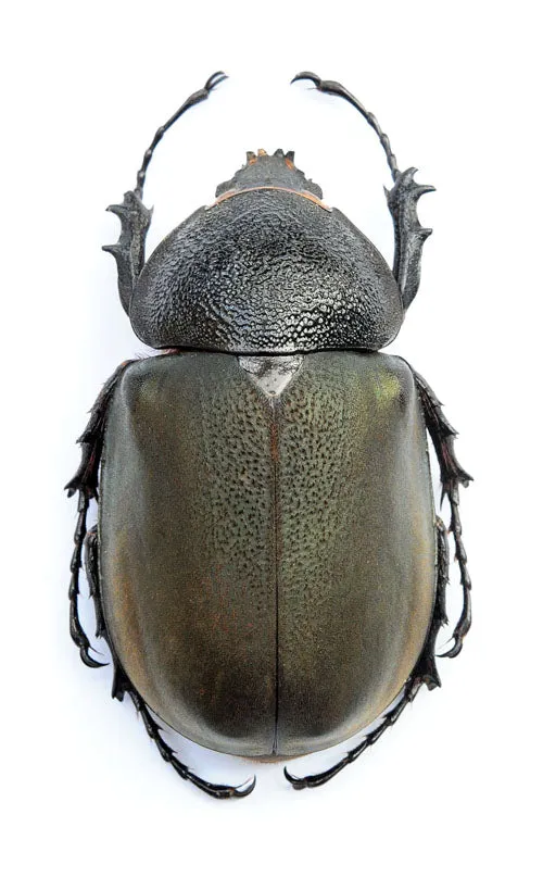 Chalcosoma chiron chiron Beetle Specimen | A1 Quality | Dry-Preserved DYNASTINAE
