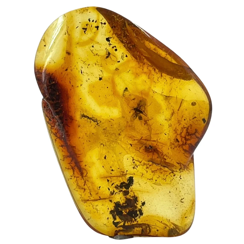 Dominican Amber Fossil with Fly Inclusion | Miocene | Dominican Republic | 25-35mm