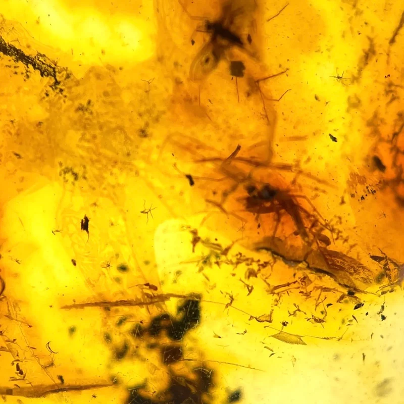 Dominican Amber Fossil with Fly Inclusion | Miocene | Dominican Republic | 25-35mm