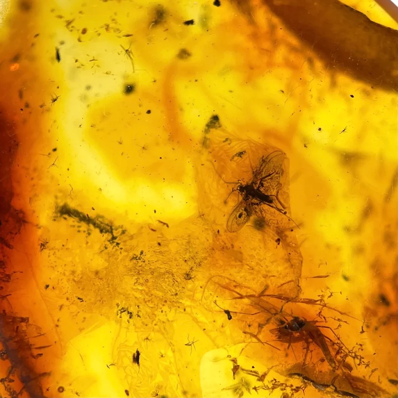 Dominican Amber Fossil with Fly Inclusion | Miocene | Dominican Republic | 25-35mm