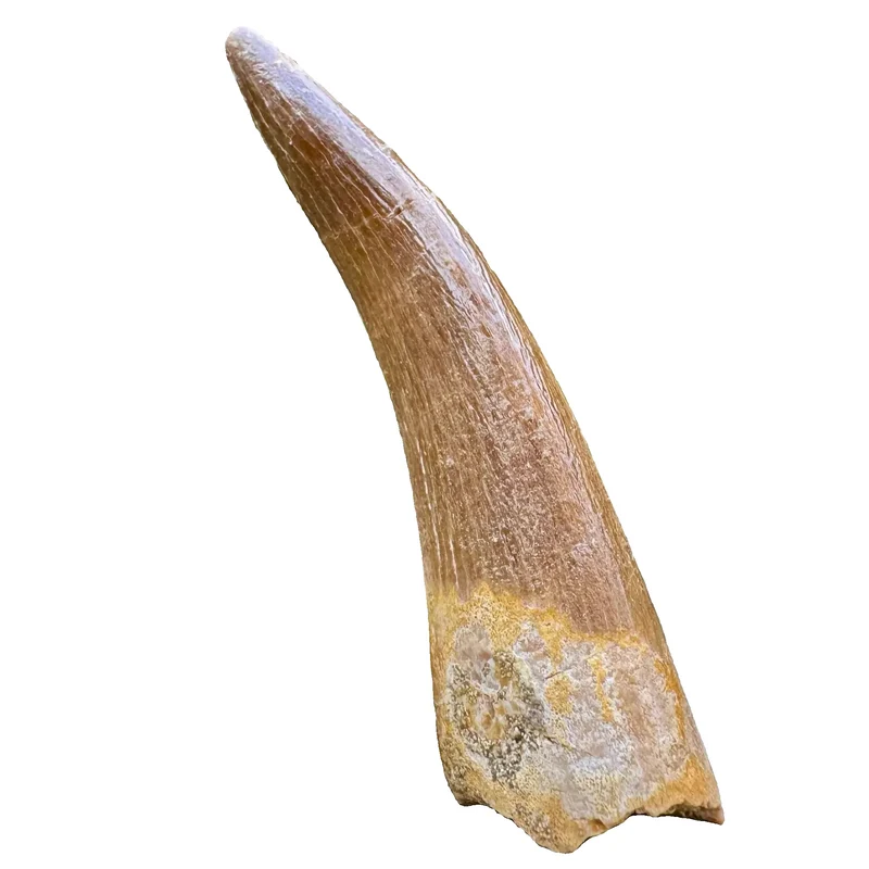 Plesiosaur Tooth Fossil | Maastrichtian, Late Cretaceous | Oulad Abdoun Basin, Morocco | 40–50mm