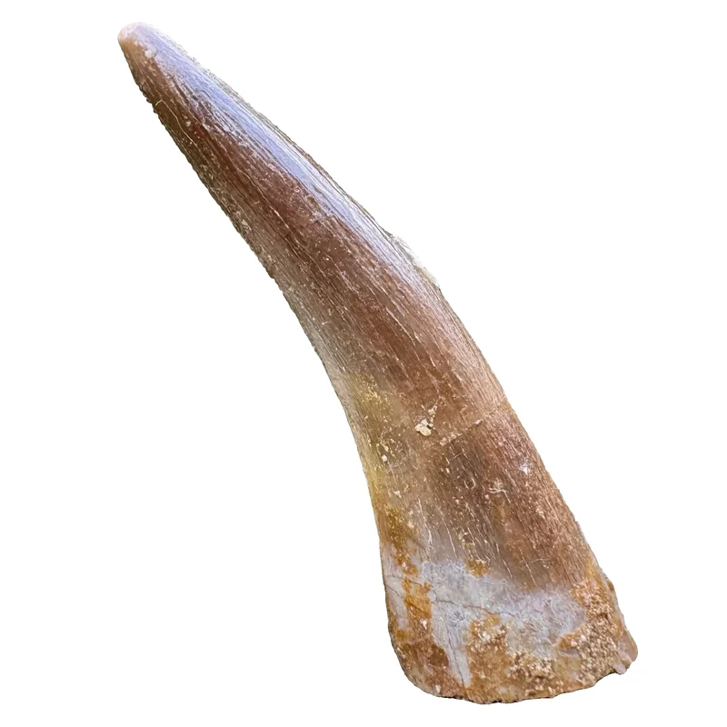 Plesiosaur Tooth Fossil | Maastrichtian, Late Cretaceous | Oulad Abdoun Basin, Morocco | 40–50mm