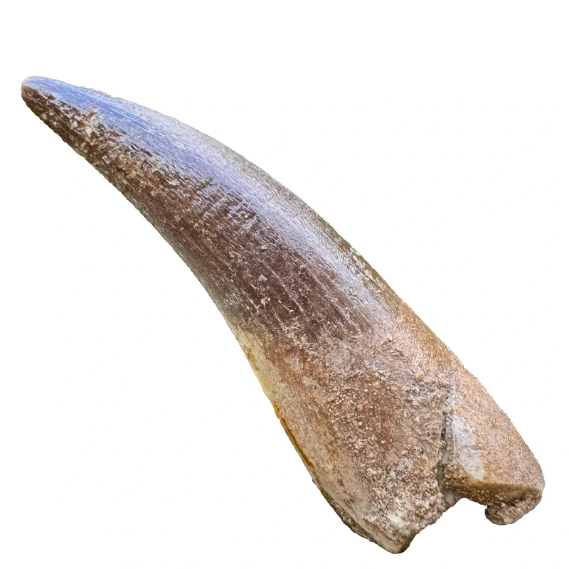 Plesiosaur Tooth Fossil | Maastrichtian, Late Cretaceous | Oulad Abdoun Basin, Morocco | 40–50mm