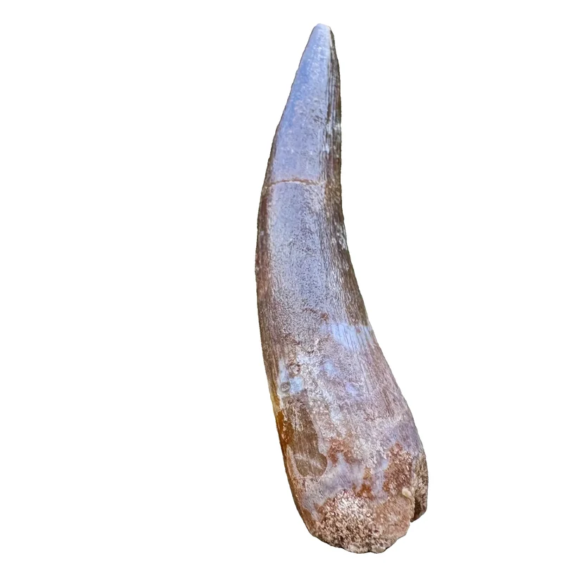 Plesiosaur Tooth Fossil | Maastrichtian, Late Cretaceous | Oulad Abdoun Basin, Morocco | 40–50mm