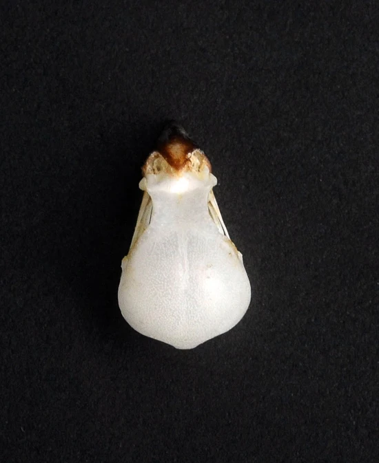 Lonchura punctulata Bird Skull | A1 Quality | Dry-Preserved SKULL