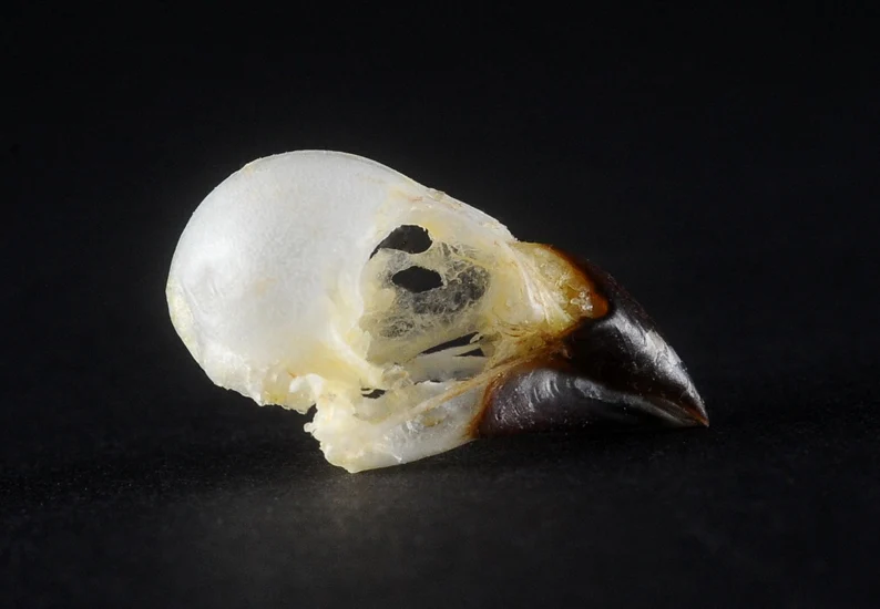 Lonchura leucogastroides Bird Skeleton | A1 Quality | Dry-Preserved Skeleton