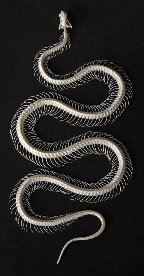 Bungarus candidus Snake Skeleton | A1 Quality | Dry-Preserved Curved SKELETON