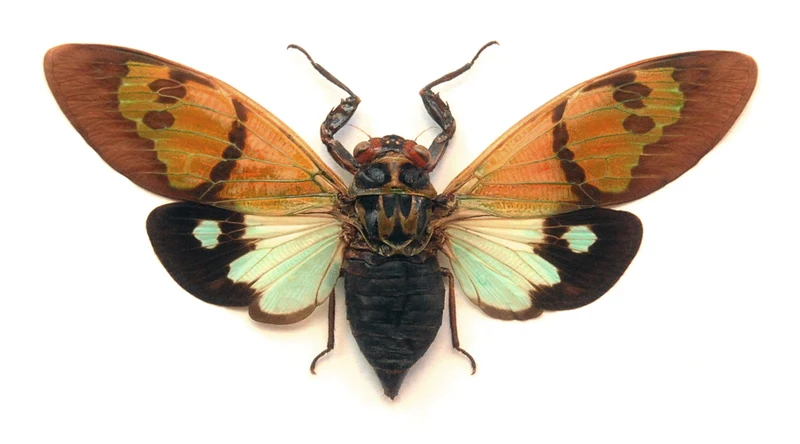 Gaeana festiva (Spread) Cicada Specimen | A1 Quality | Dry-Preserved CICADIDAE