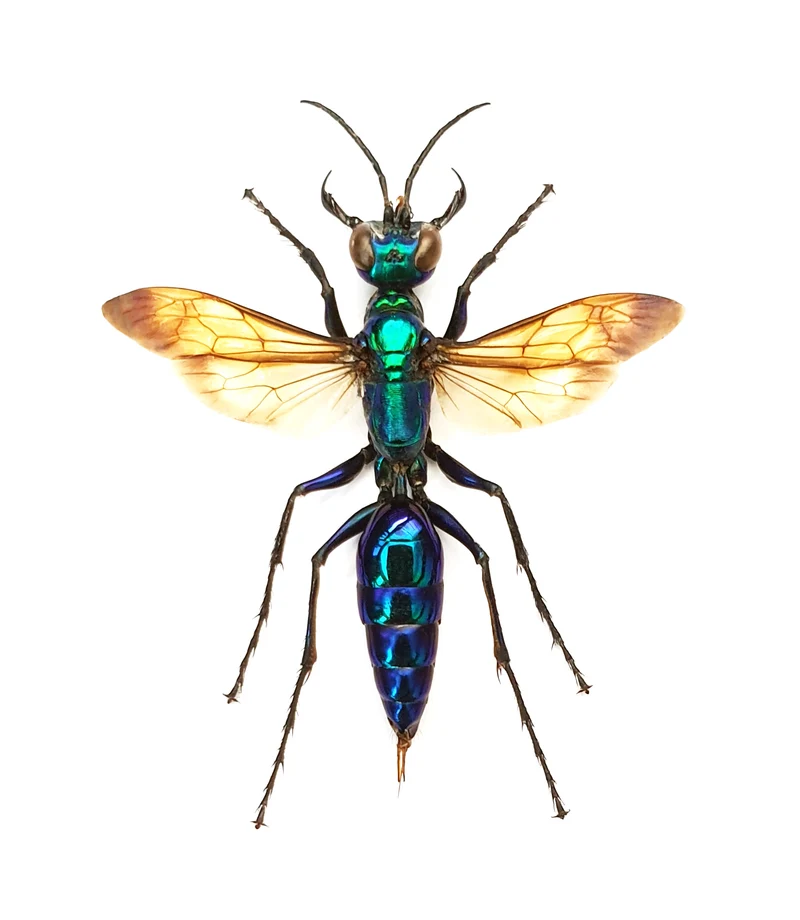 Chlorion lobatum Wasp Specimen | Spread & Dry-Preserved HYMENOPTERA
