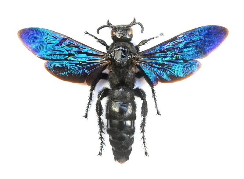 Megascolia velutina velutina | A1 Spread Scoliid Wasp Specimen