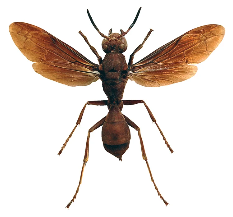 Polistes tenebricosus Paper Wasp Specimen | A1 Quality | Spread & Dry-Preserved HYMENOPTERA