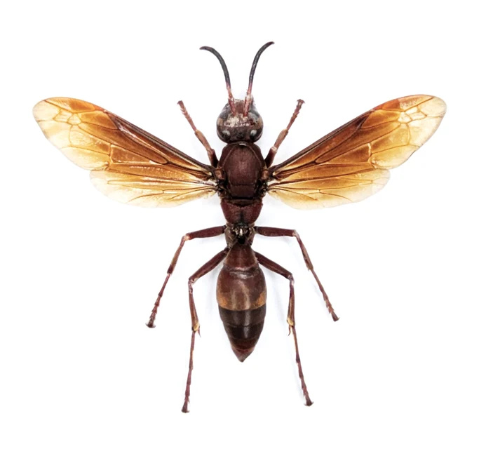 Polistes tenebricosus Paper Wasp Specimen | A1 Quality | Spread & Dry-Preserved HYMENOPTERA