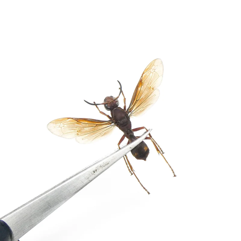 Polistes tenebricosus Paper Wasp Specimen | A1 Quality | Spread & Dry-Preserved HYMENOPTERA