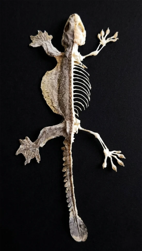 Ptychozoon kuhli (Half skeleton) Flying Gecko | A1 Quality