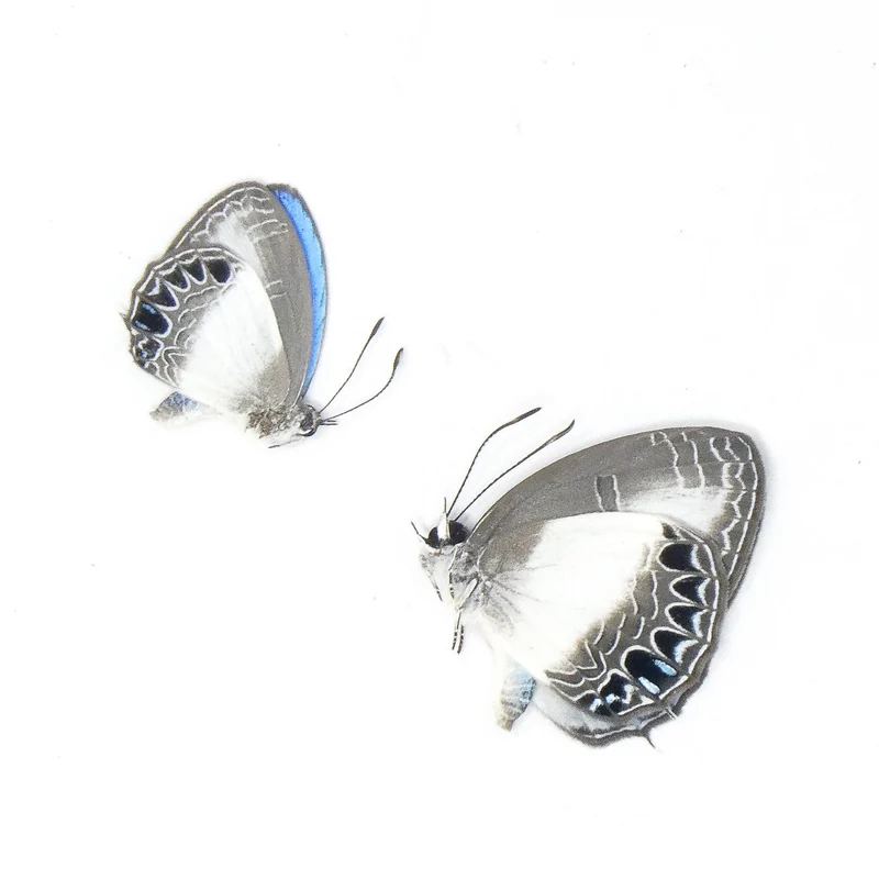 Electric Blue Butterfly Specimens - Wholesale Lot of 30 (Jamides euchylas)