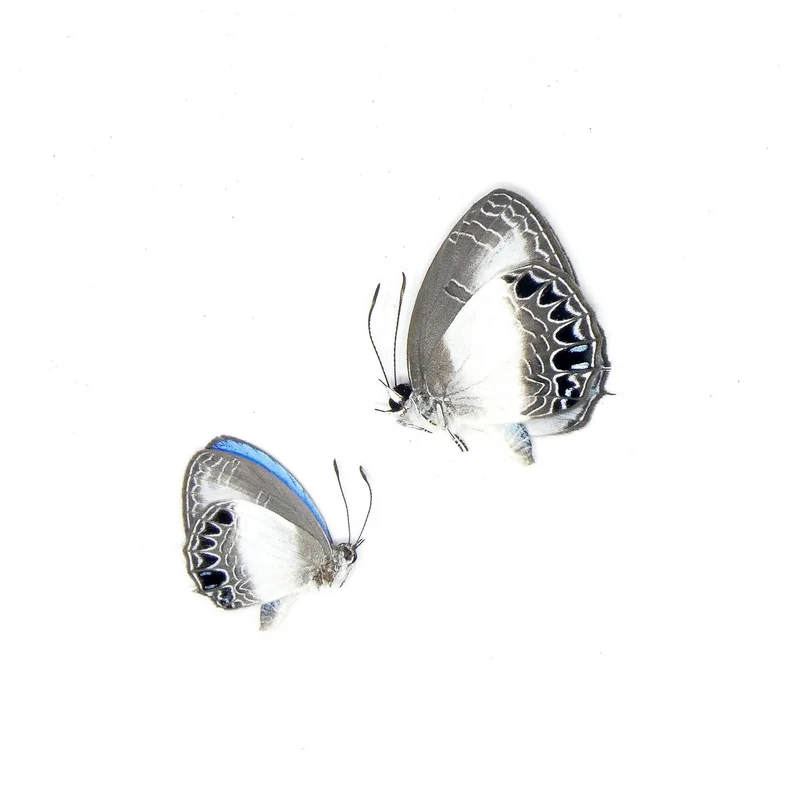 Electric Blue Butterfly Specimens - Wholesale Lot of 30 (Jamides euchylas)