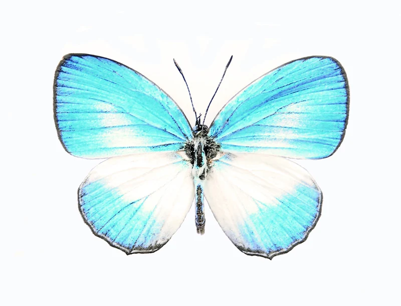 Jamides euchylas Specimen | A1 Quality | Dry-Preserved LYCAENIDAE