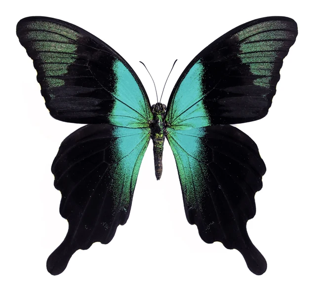 Papilio peranthus adamantius Butterfly Specimen | A1 Quality | Dry-Preserved PAPILIONIDAE