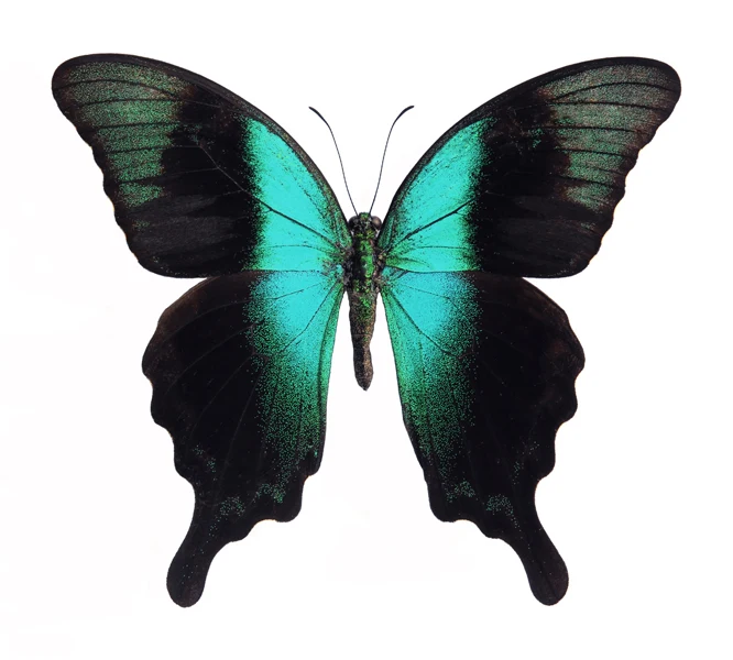 Papilio peranthus insulicola Butterfly Specimen | A1 Quality | Dry-Preserved PAPILIONIDAE