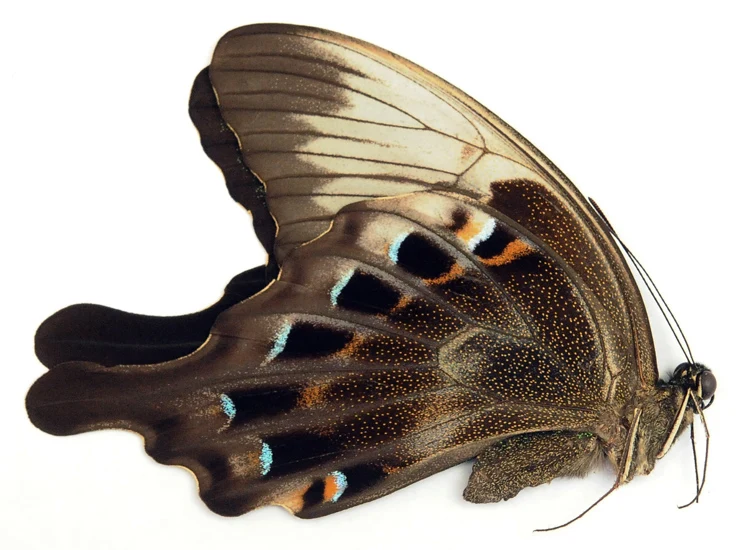 Papilio peranthus insulicola Butterfly Specimen | A1 Quality | Dry-Preserved PAPILIONIDAE