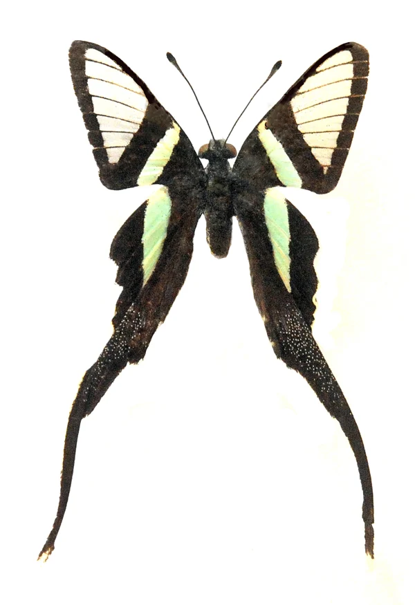 Lamproptera meges akirai Butterfly Specimen | A1 Quality | Dry-Preserved PAPILIONIDAE