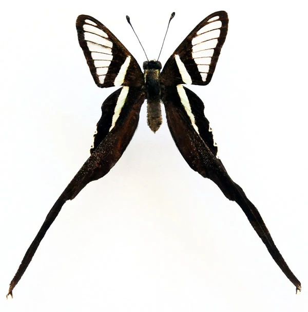 Lamproptera meges akirai Butterfly Specimen | A1 Quality | Dry-Preserved PAPILIONIDAE