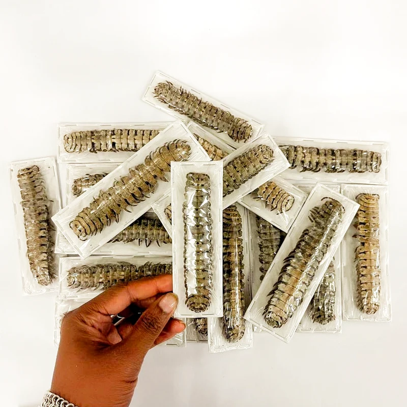 Barydesmus propinquus Millipede Specimen | A1 Quality | Dry-Preserved MILLIPEDE