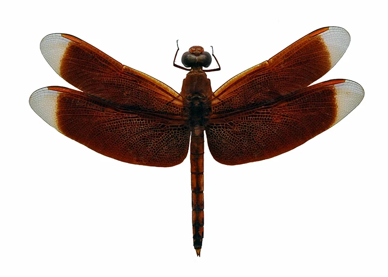 Neurothemis terminata Dragonfly Specimen | A1 Quality | Dry-Preserved Spread | ODONATA