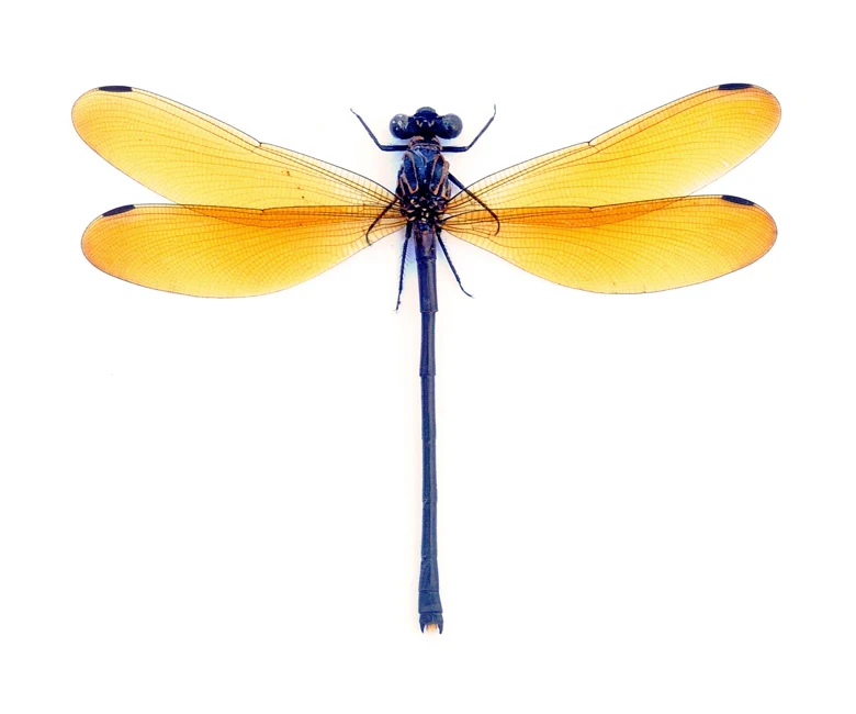 Euphaea lara lara Damselfly Specimen | A1 Quality | Dry-Preserved Spread | ODONATA