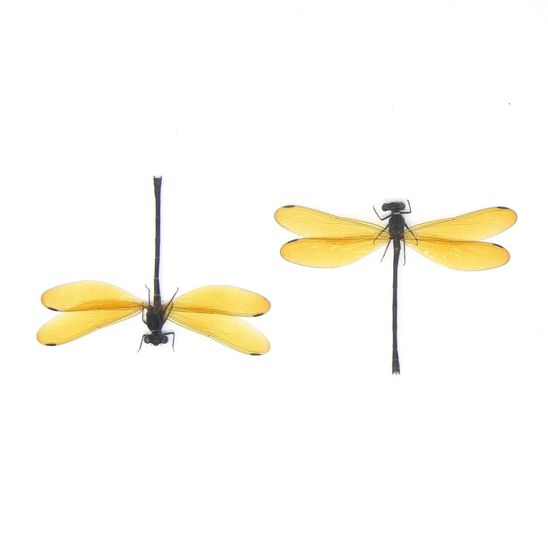 Euphaea lara lara Damselfly Specimen | A1 Quality | Dry-Preserved Spread | ODONATA