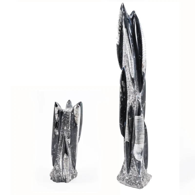 Orthoceras Sculptures | Devonian Fossil Specimens
