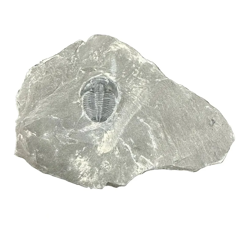 Trilobite Fossil | Elrathia kingi | Wheeler Shale, Utah | Middle Cambrian | 12–16mm