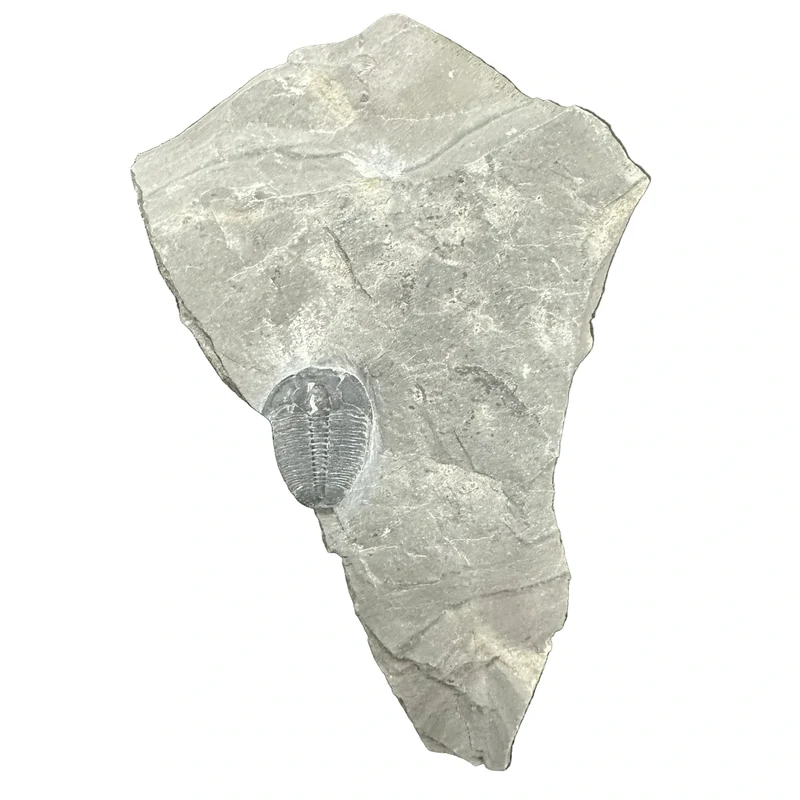 Trilobite Fossil | Elrathia kingi | Wheeler Shale, Utah | Middle Cambrian | 12–16mm