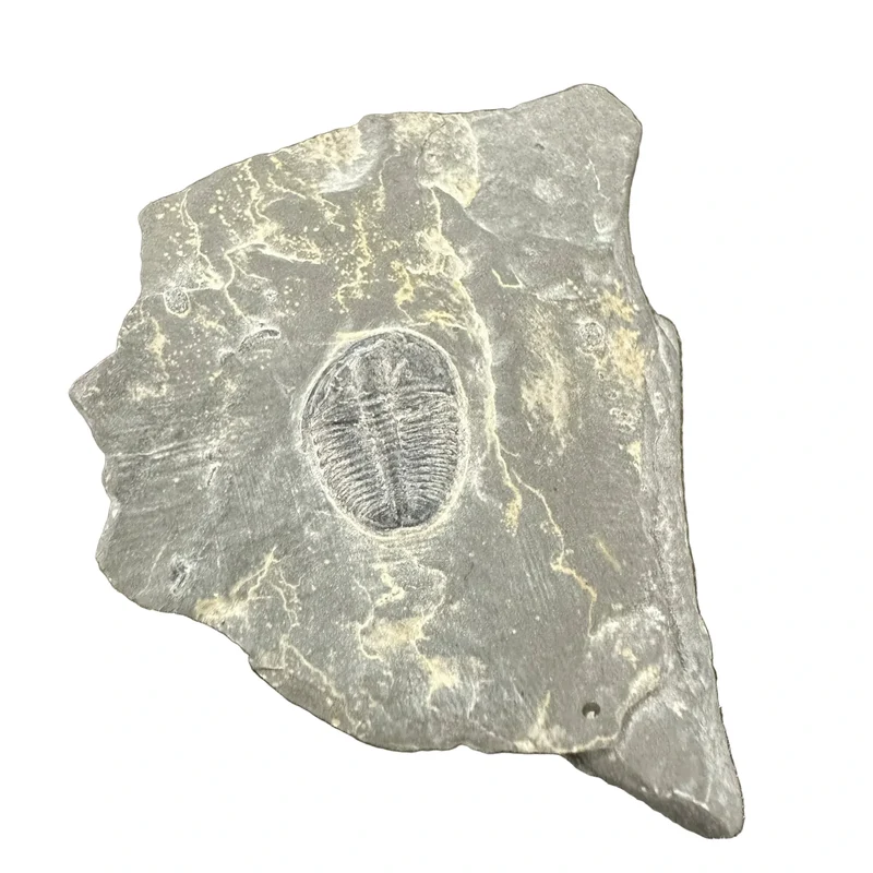 Trilobite Fossil | Elrathia kingi | Wheeler Shale, Utah | Middle Cambrian | 12–16mm