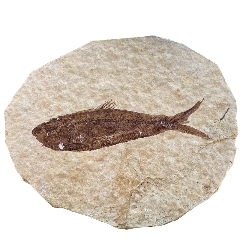 Fossil Fish | Eocene Period | Green River Formation, USA | 40–70mm