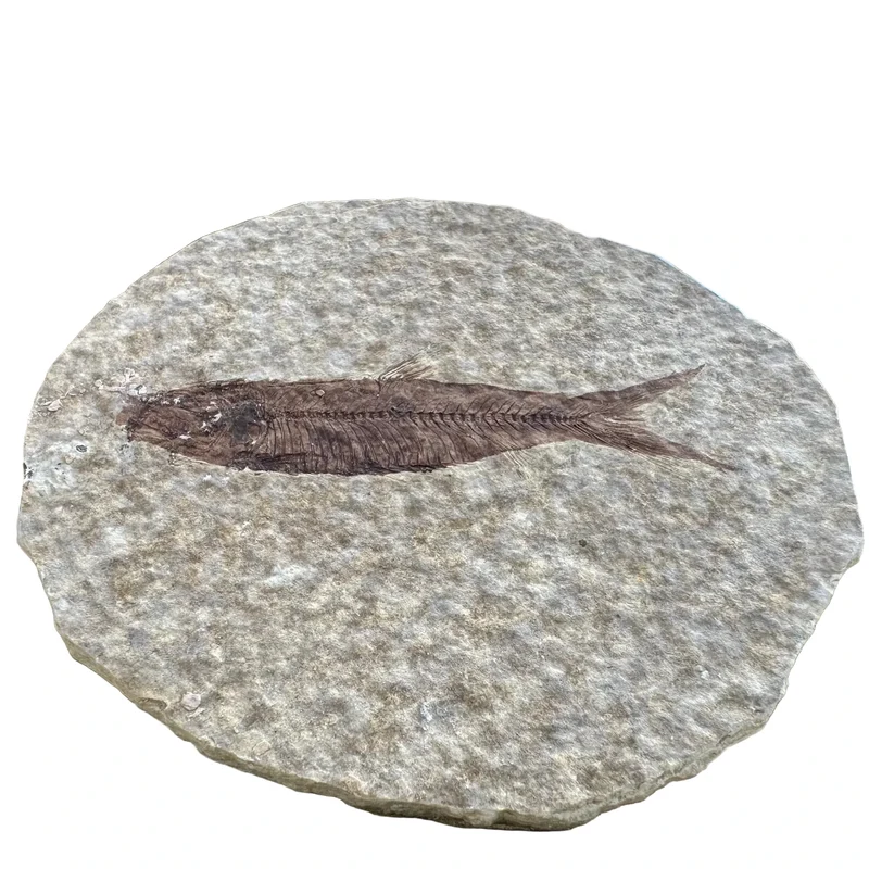Fossil Fish | Eocene Period | Green River Formation, USA | 40–70mm