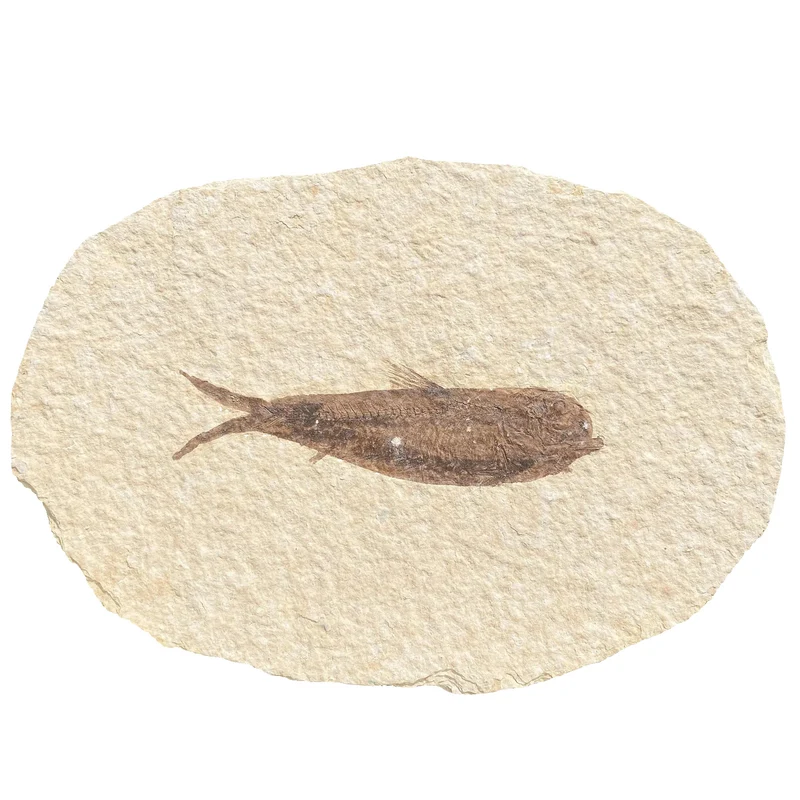 Fossil Fish | Knightia alta | Green River Formation, Wyoming | Eocene | 65–150mm