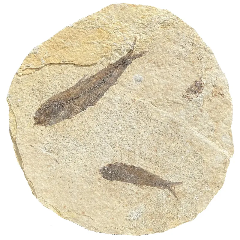 Fossil Fish | Knightia alta | Green River Formation, Wyoming | Eocene | 65–150mm